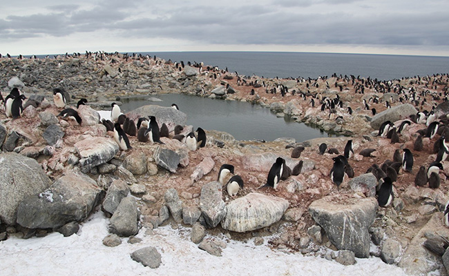 Adelie penguins credit_Theresa Cole