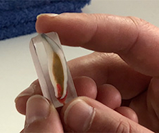 Preserved sectioned Dolphin tooth