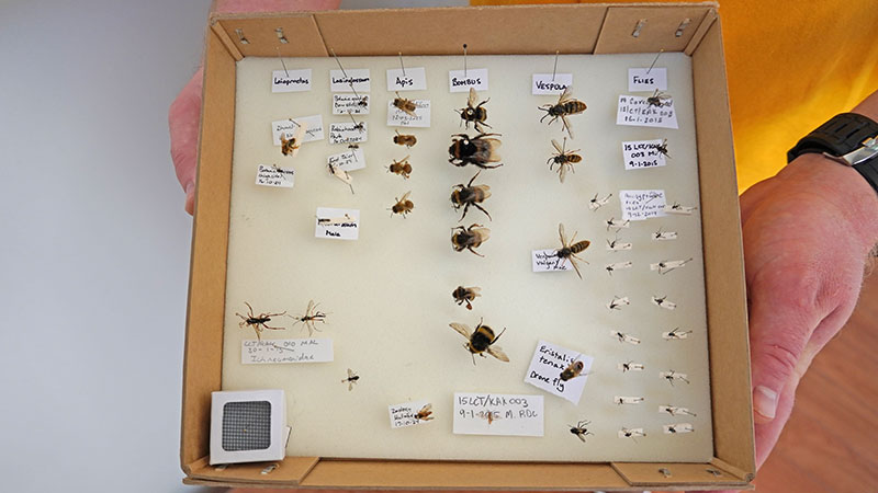 Man holding a Bee, wasp, and fly pinned display