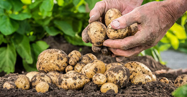 Person's hands -holding-potatoes