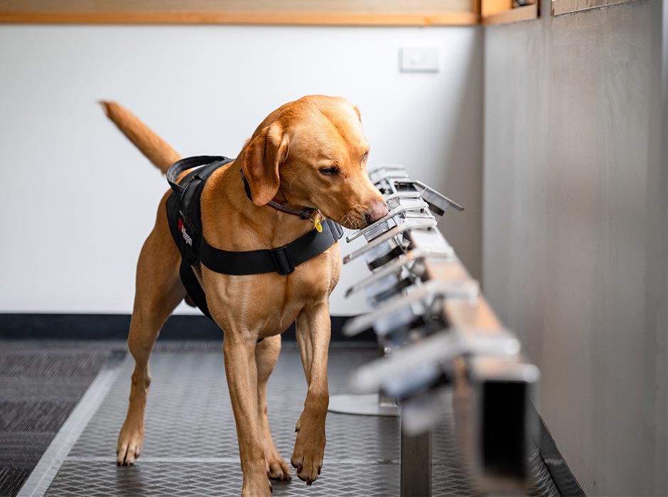 A working dog sniffs a line up of samples.