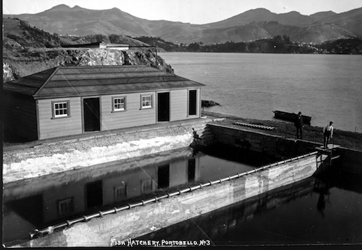 Hatchery3
