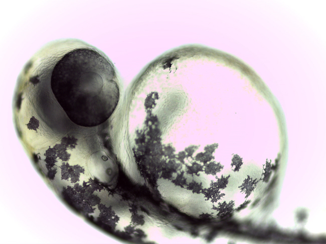 Young zebrafish.