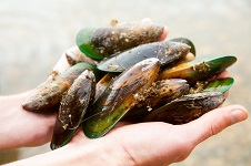 Greenshell mussels 226
