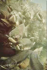 Fish and habitat quality