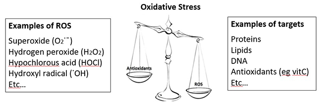 Oxidative stress examples
