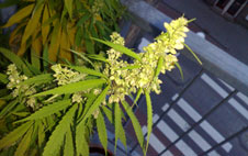marijuana plant image