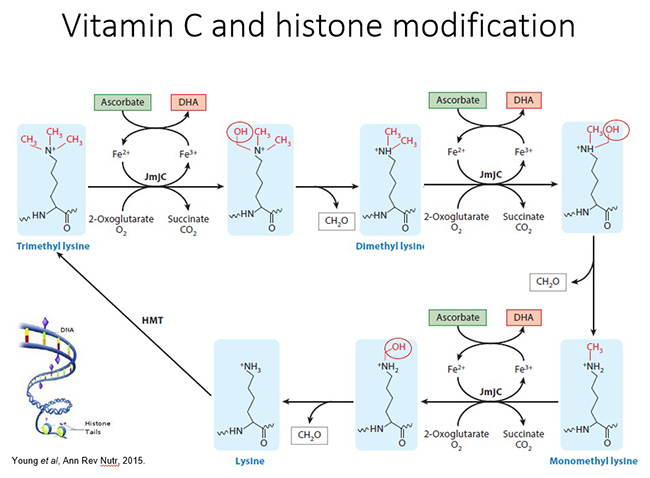 Vitamin C and histone modification