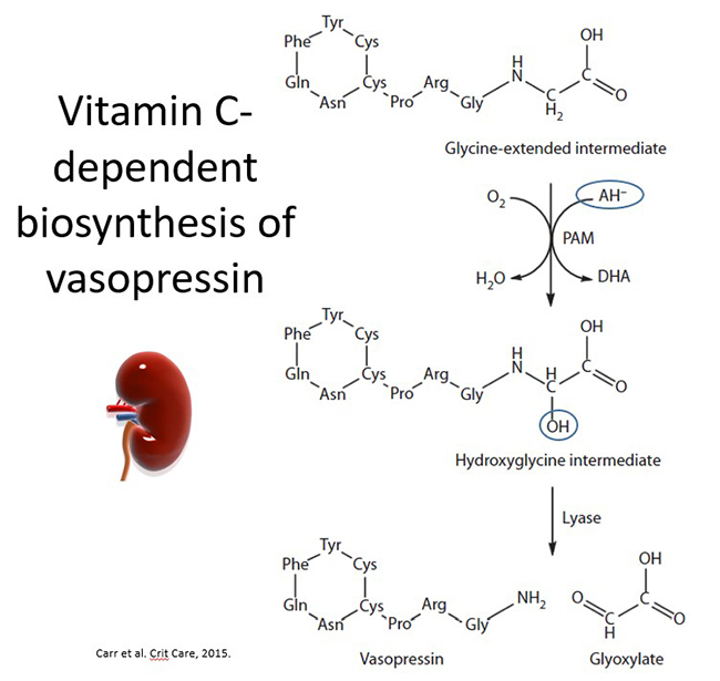 Vitamin C dependent biosynthesis of vasopressin