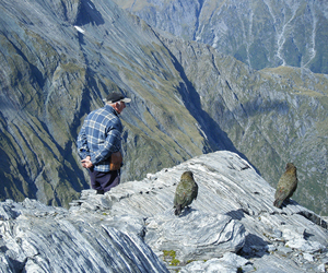 Blending in with the locals; fieldwork upon Macfarlane Ridge, Haast.