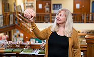 Person holding up a model brain in the Anatomy Museum image