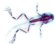Skelton of a XEnopus laevis juvenile, red stain marks bone and blue marks cartilage
