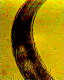 Antarctic nematode that survives intracellular ice formation, photographed while freezing 