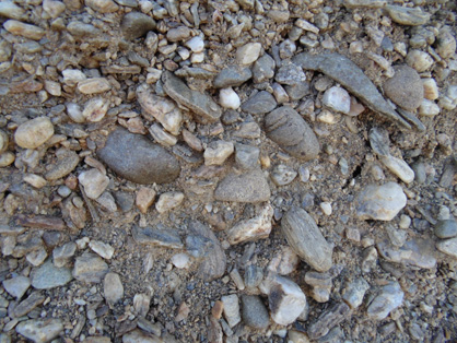 Greywacke-rich gravel (largest cobble = 10 cm long), with minor schist, and scattered rounded quartz pebbles (white), in gold workings on the slopes of Tucker Hill, near Alexandra. This gravel has been formed during downslope erosion of an uplifted Manuherikia River channel, the remnant of 20 million year old gravels in the previous photograph, and some underlying schist bedrock. Gold from all three of these sources accumulated in channel bottoms, and was the target of the historic mining.  