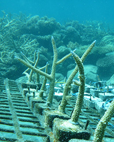 Coral growth under water small image