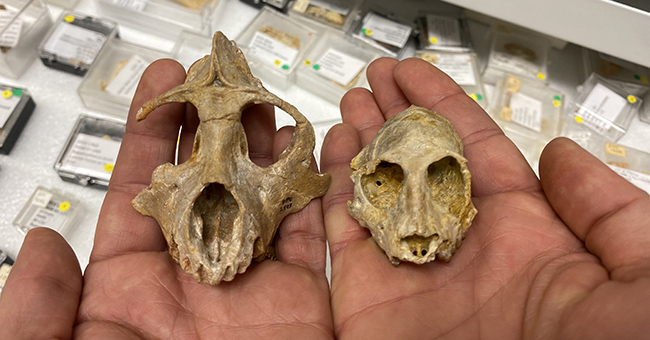 Skulls of 29 million year old primates used in this study. Aegyptopithecus on left, Parapithecus on right. Photo credit – Matt Borths.