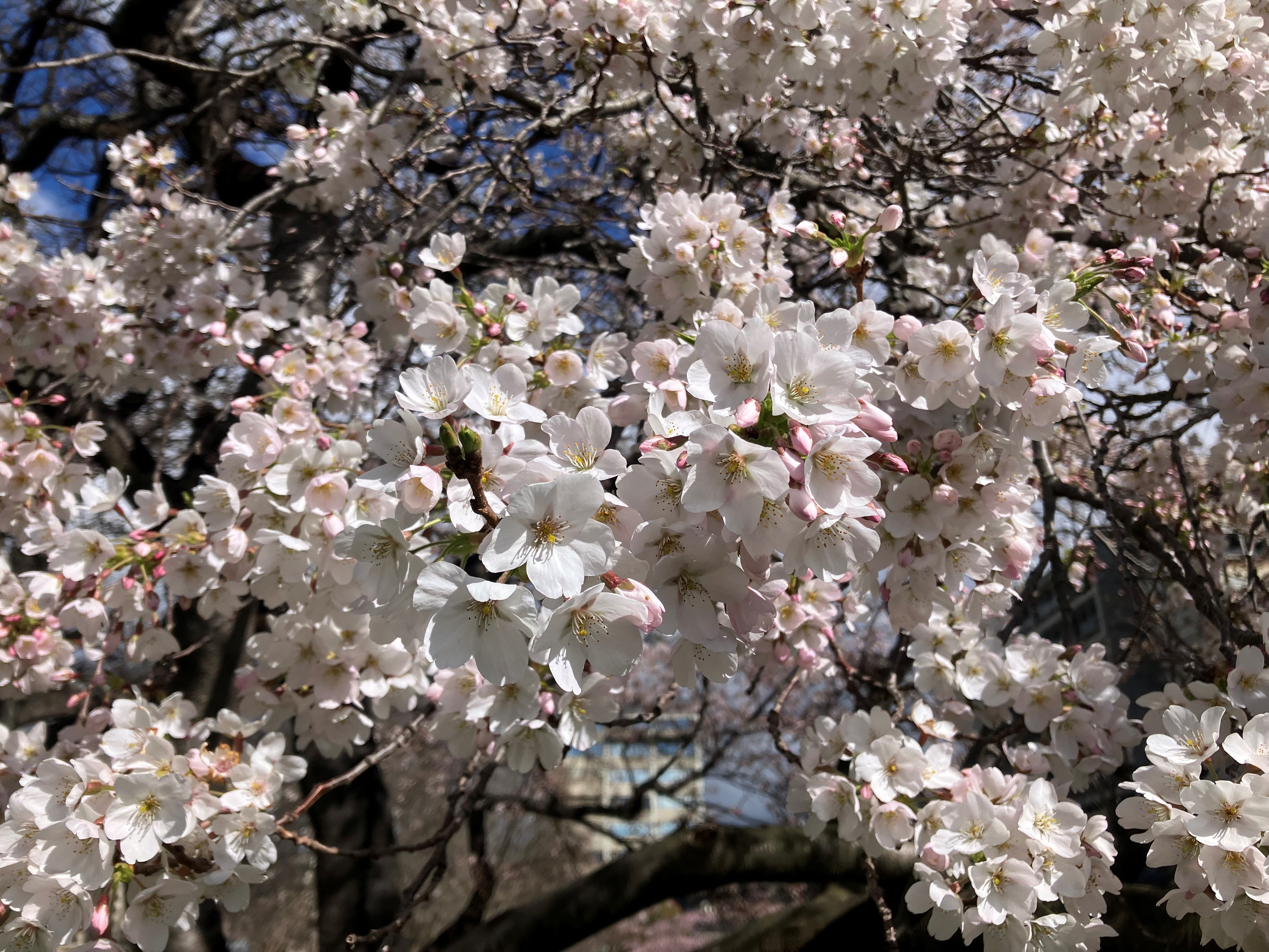 blossom flowers 