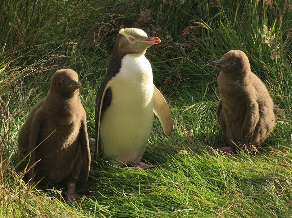 Researchers have revealed the endangered hoiho is actually made up of three distinct subspecies which diverged up to 16,000 years ago. Photo: Janelle Wierenga