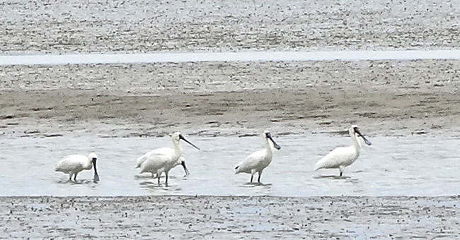 four spoonbills 