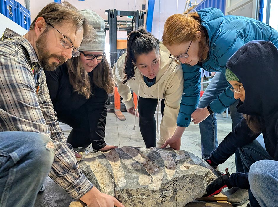 People prepare a fossil for transport.