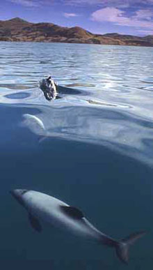 Hector Dolphin at sea