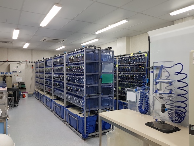 zebrafish facility general