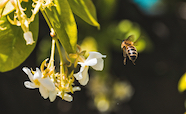 bee and flowers thumb