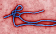 Ebola (thumbnail-size image)
