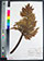 Anisotome latifolia OTA 020317 thumbnail