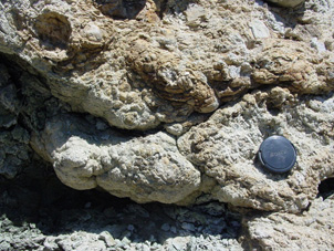 Stromatolites- Bg bulbous masses with multiple layers.