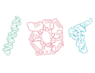 cartoon sketches of a DNA, a protein, and an RNA