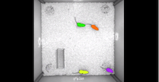 Mouse tracking software shows coloured mice inside a container image