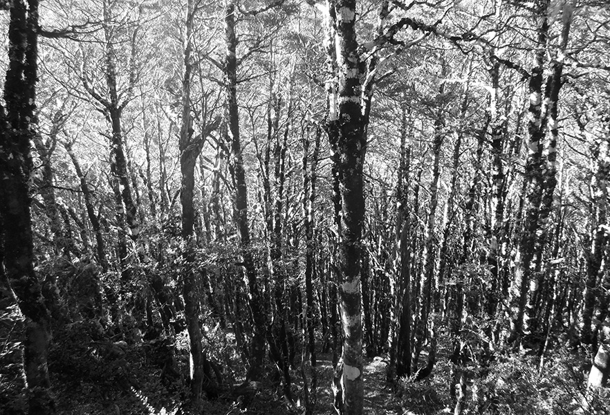 Black and white photograph of a dense forest of slim trees image