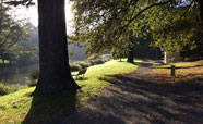 Autumn sun and shadow in Hagley Park (April 2017)<br />Photo: Philip Pattemore