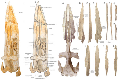 Skull and mandibles of adult holotype specimen of Waharoa ruwhenua (OU 22044, left) and skull and disarticulated palate of juvenile paratype specimen of Waharoa ruwhenua (OU 22163, right).