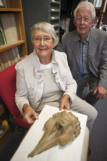 Jill and David Brathwaite examine the specimen of Papahu taitapu in March 2015. In 1987, Mr and Mrs Brathwaite found this fossil dolphin and reported it to Ewan Fordyce, but did not leave a note of their names. It is very good to be able to acknowledge their role as discoverers. 