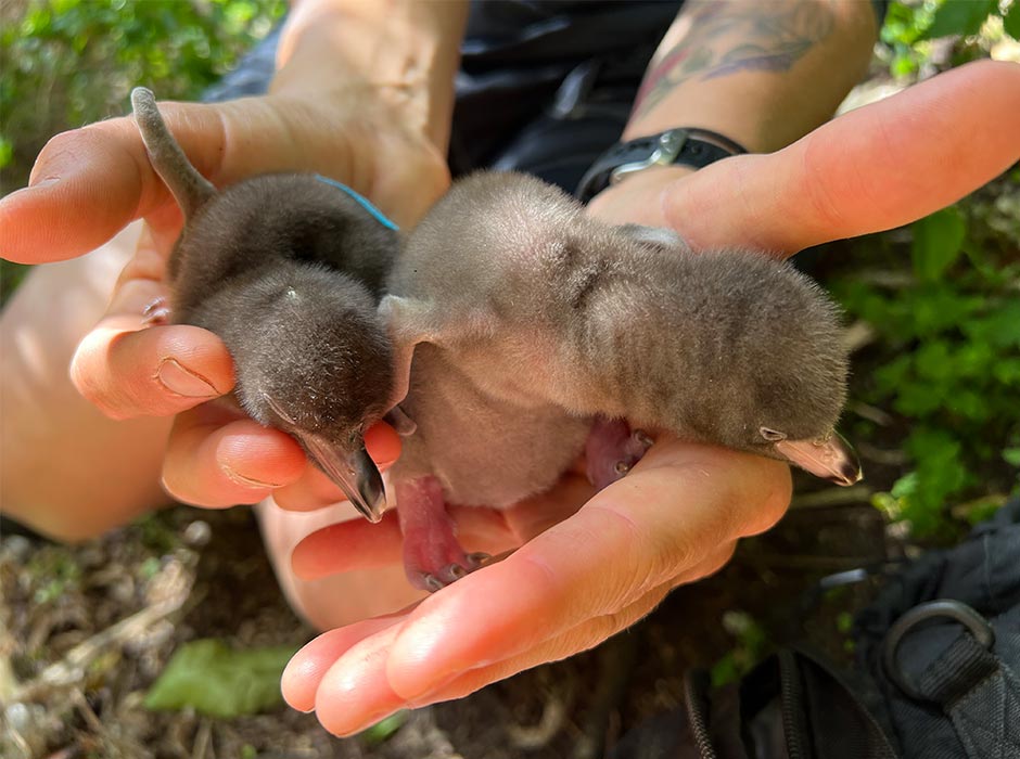 Mainland hoiho are facing a health crisis with many chicks succumbing to respiratory distress syndrome. The researchers hope their findings will provide insight into why the disease affects mainland chicks and not their subantarctic relatives, and hopefully halt further population decline.