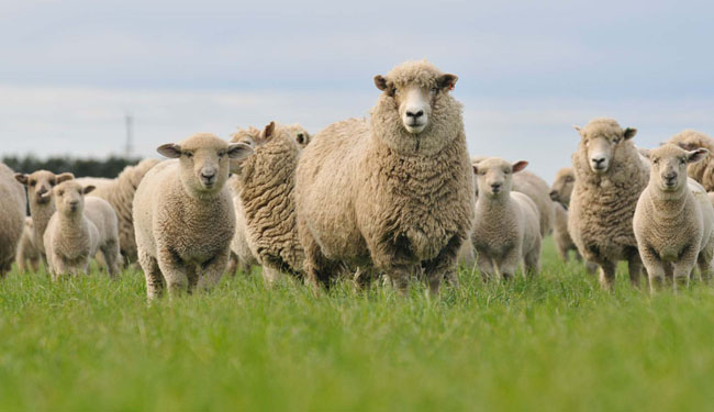 Sheep and Lambs-web