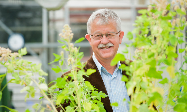 guy_paul_quinoa_plant
