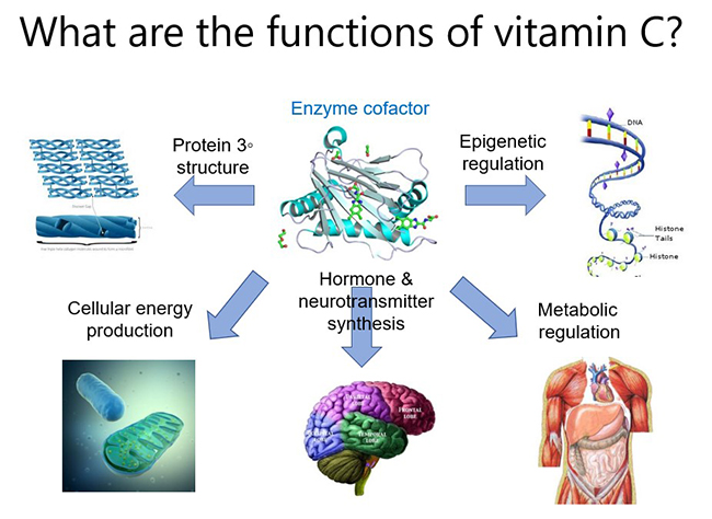 What are the functions of vitamin C