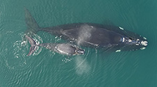 Right Whale Mum and Calf Drone 1x image