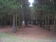 The fault also offset these rows of pine trees a few metres dextrally.