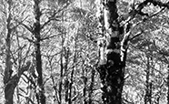 Black and white photograph of a dense forest of slim trees thumbnail