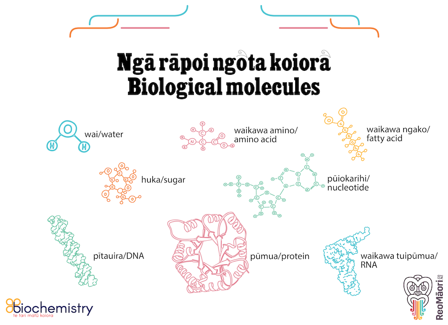Infographic providing a picture and the English and Māori names for eight biological molecules.