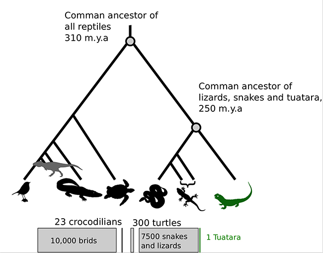 Tree diagram showing Tuatara common ancestors. Lizards, snakes and tuatara are 250 million years ago. Common ancestor all reptiles, 310 million years ago.