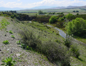 Ida Burn upstream of Oturehua is cutting through a schist gorge after being diverted 90° by tectonic uplift. Rail trail cutting is in left foreground.