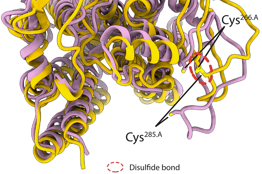 Illustration of bd oxidase