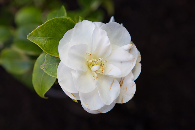 camellia-flower-image-large