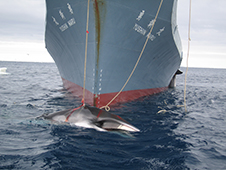 Balazs-whaling