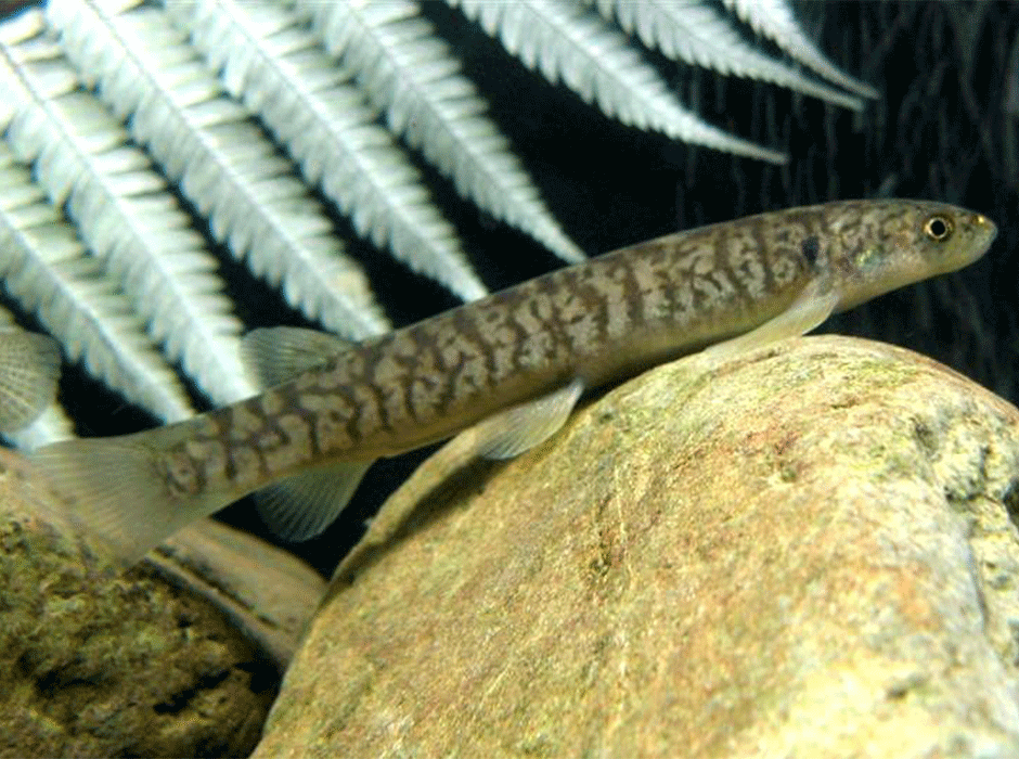 The kōaro, a New Zealand whitebait species that rapidly shifts its life-cycle following landlocking. Photo: Stella McQueen